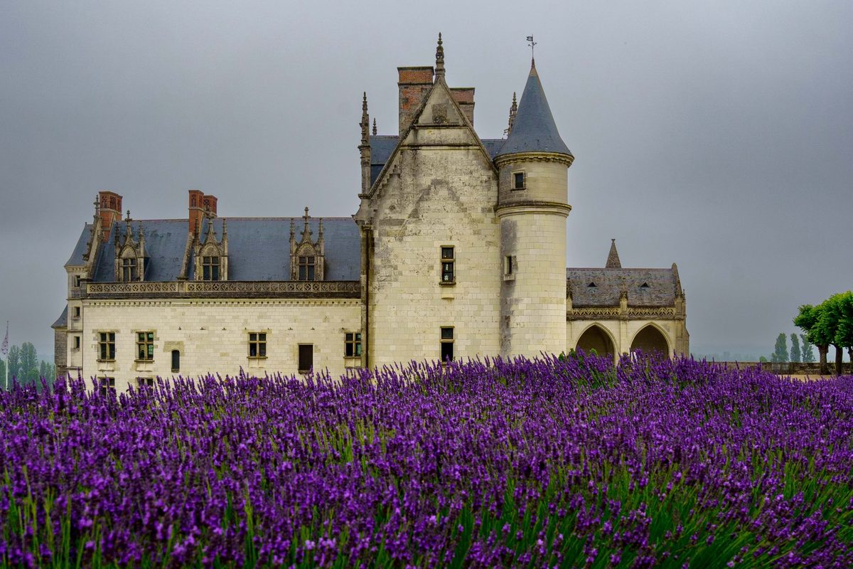 The Chateau d'Amboise beyond a field of lavender