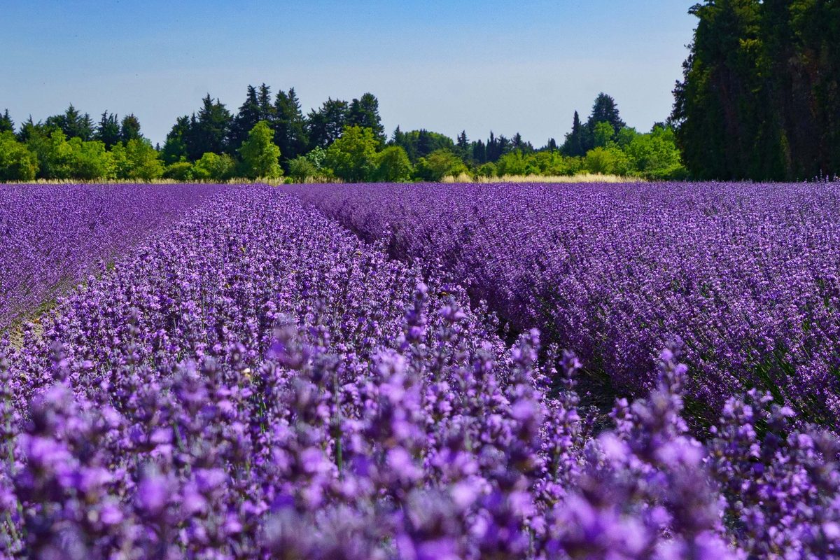 Rows of lavender in bloom in Provence