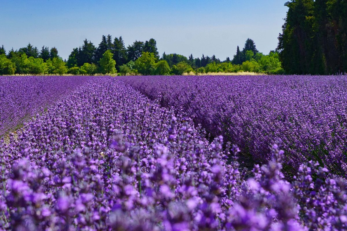 A lavender field in full bloom near Thor, France