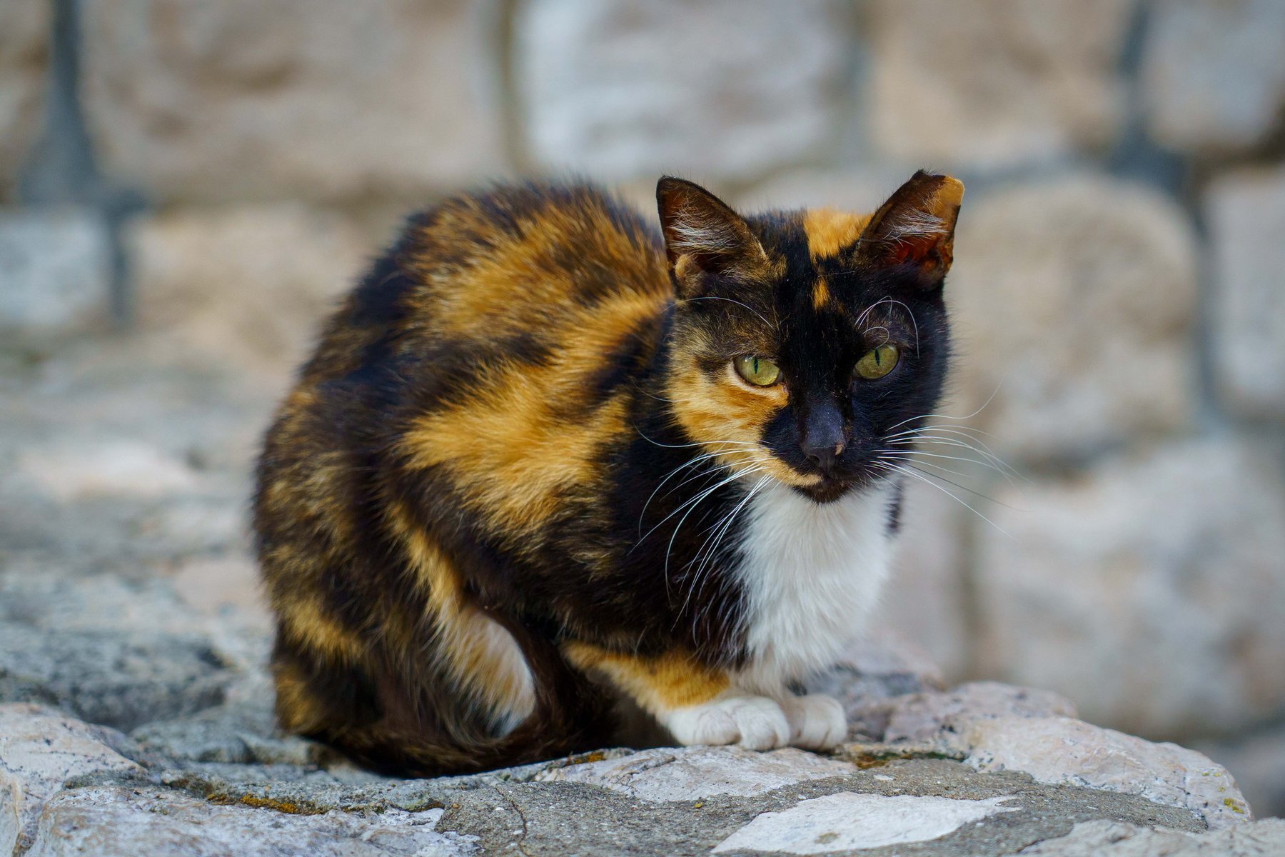 A cat sunning on the stone steps during a morning photo walk