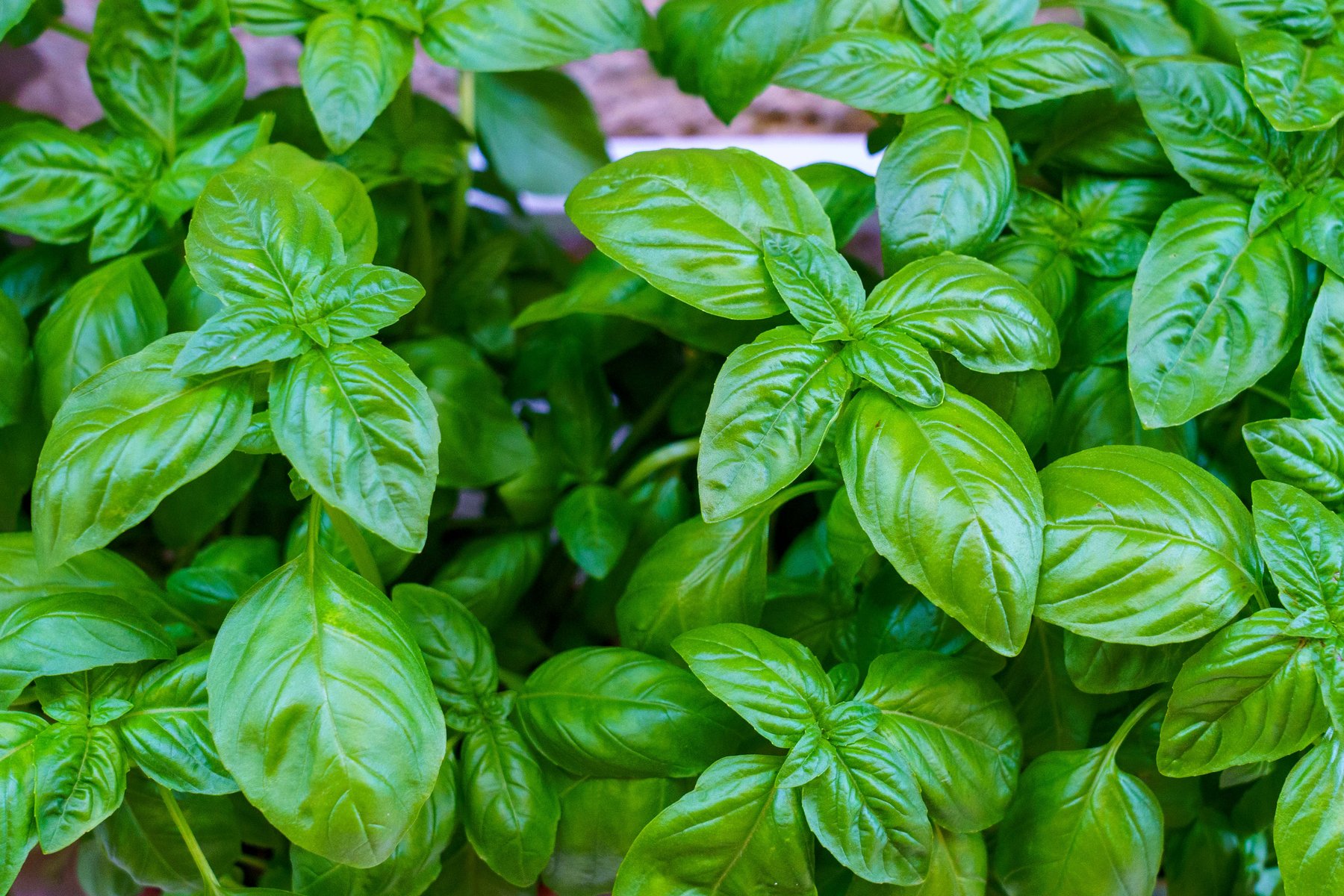 Basil leaves catching the sunlight