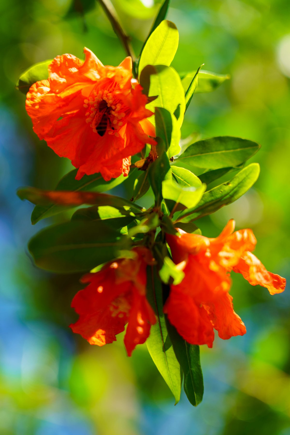 A pomegranate blossom in bloom