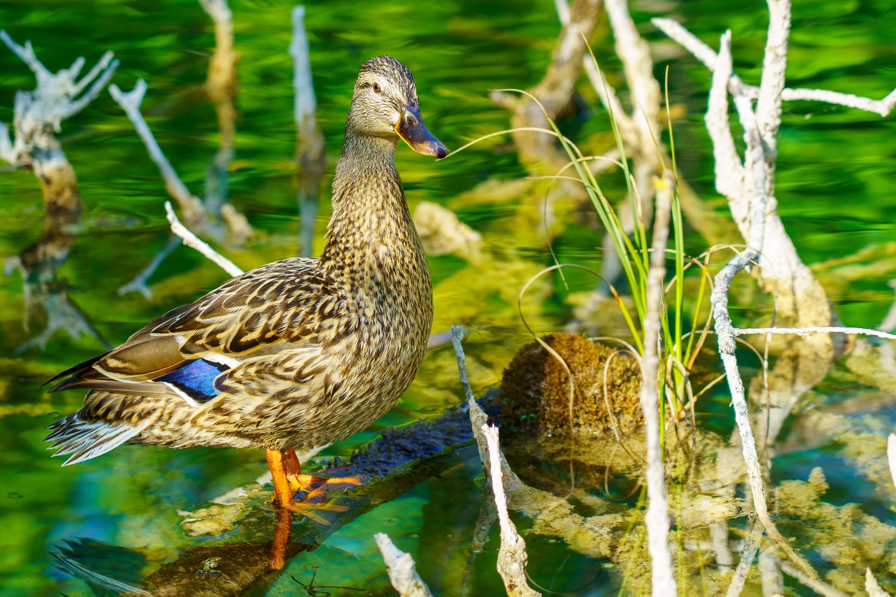 A mallard hen standing among reeds in the water