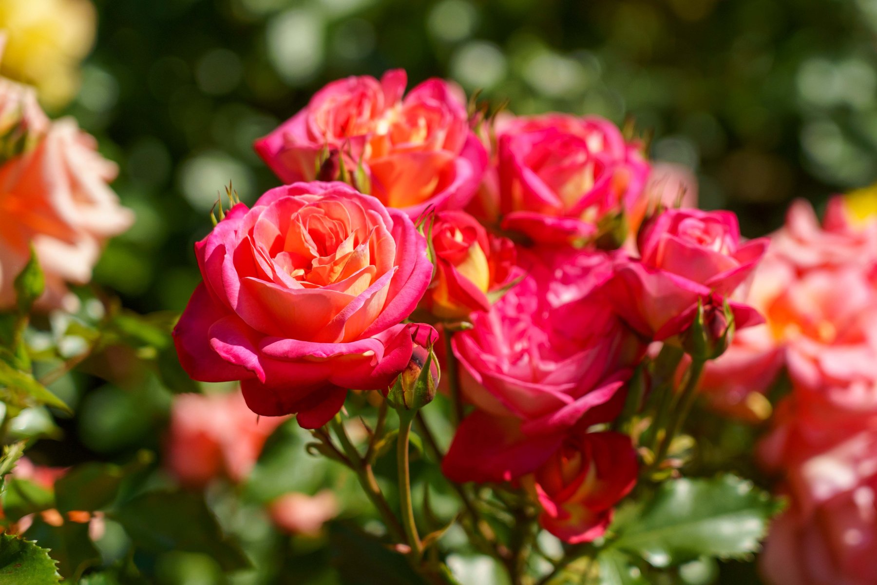 Roses at Zagreb Botanical Garden