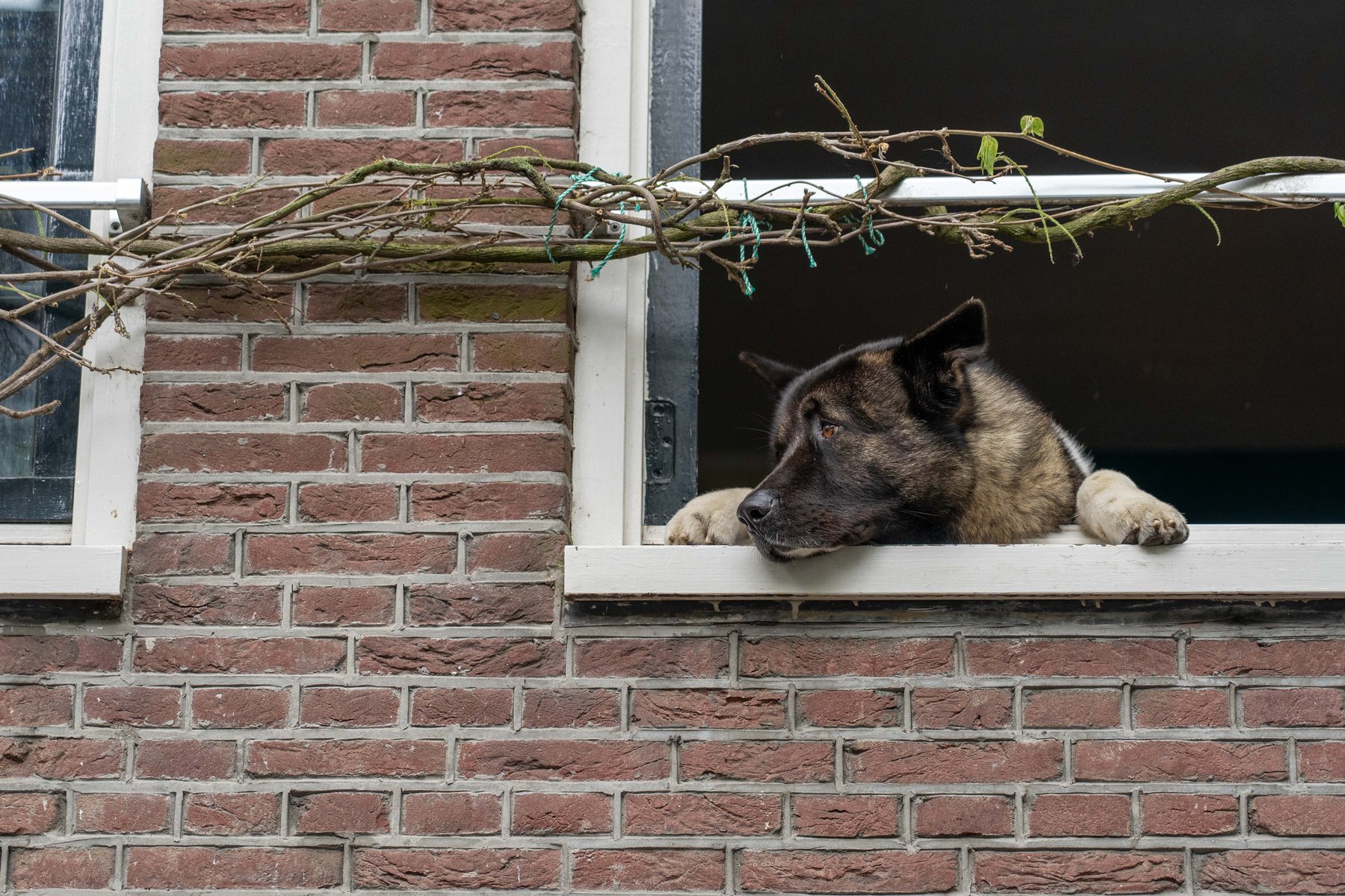 A German Shepherd looking out from a canal-house window