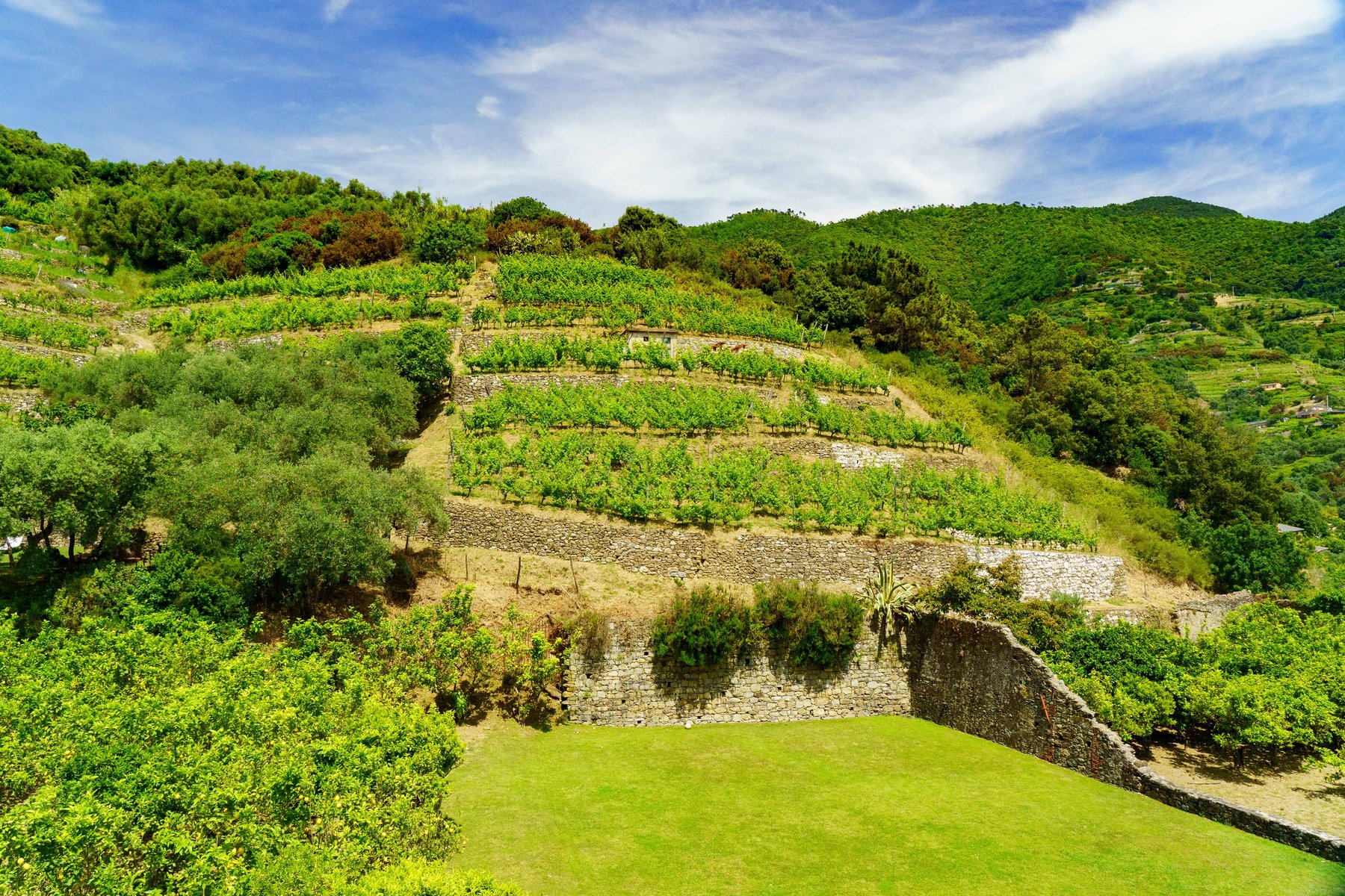 Terraced vineyards on the hillside above Manarola