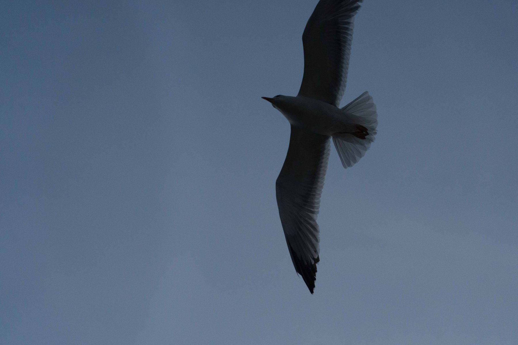 A gull flying over Vernazza