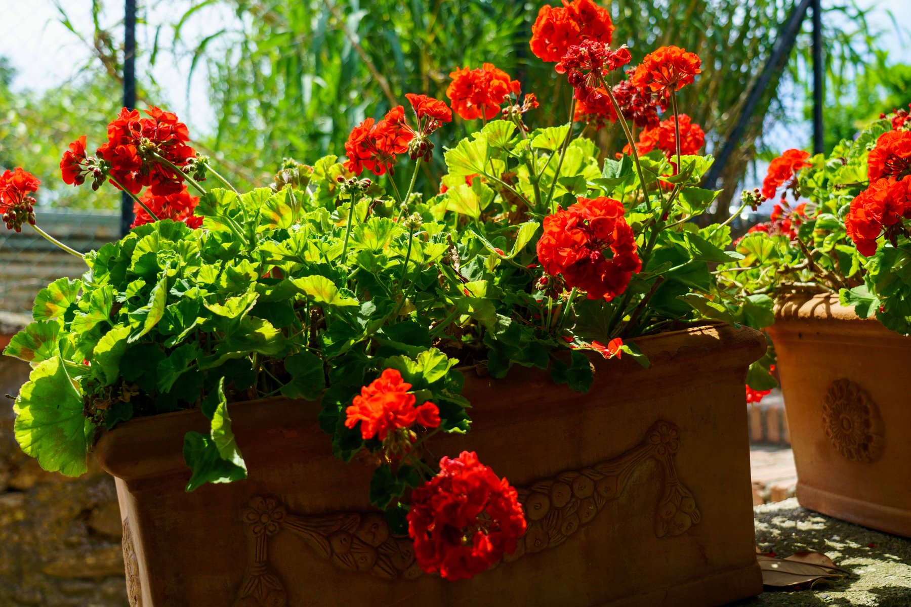 Geraniums growing in terracotta pots in Vernazza