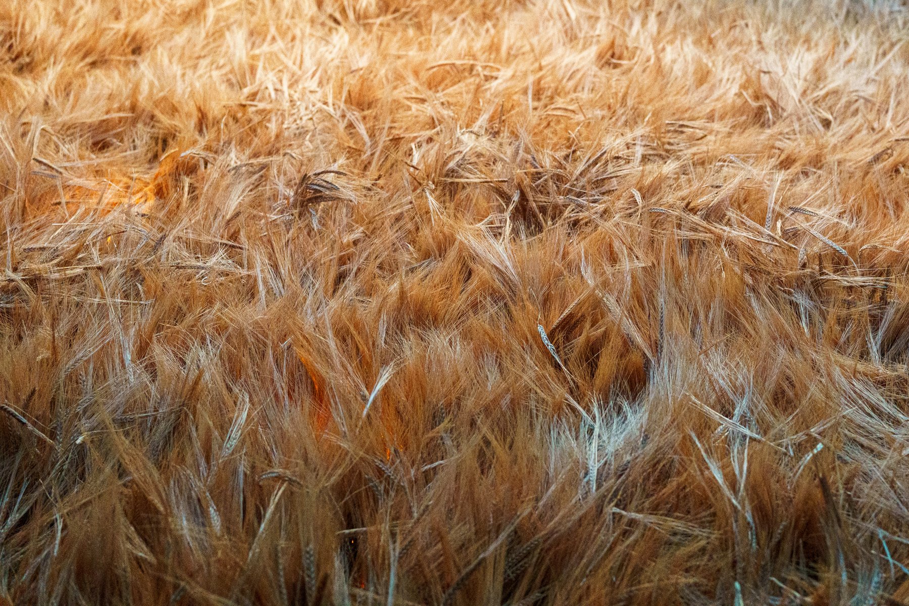 Close-up of a field of barley displayed at the Guinness Storehouse