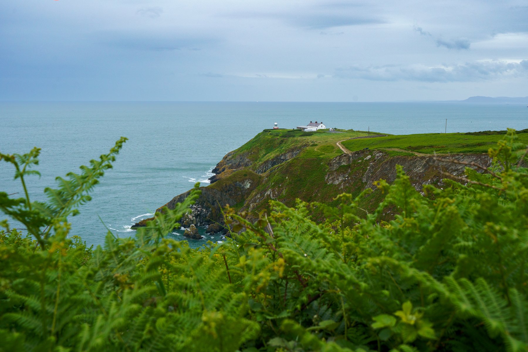 The Baily Lighthouse perched on the cliffs of Howth Head, seen through ferns