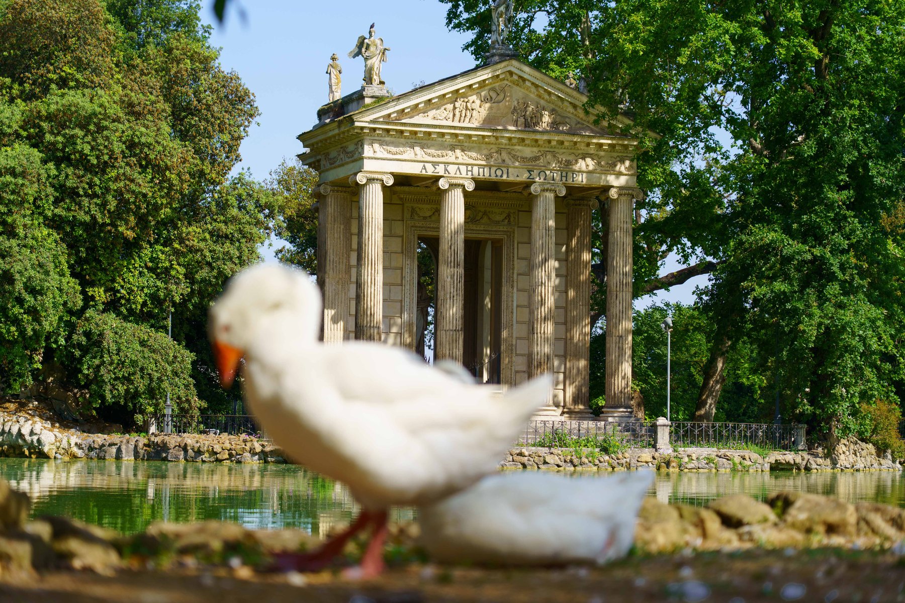A goose in front of the Temple of Aesculapius at Villa Borghese