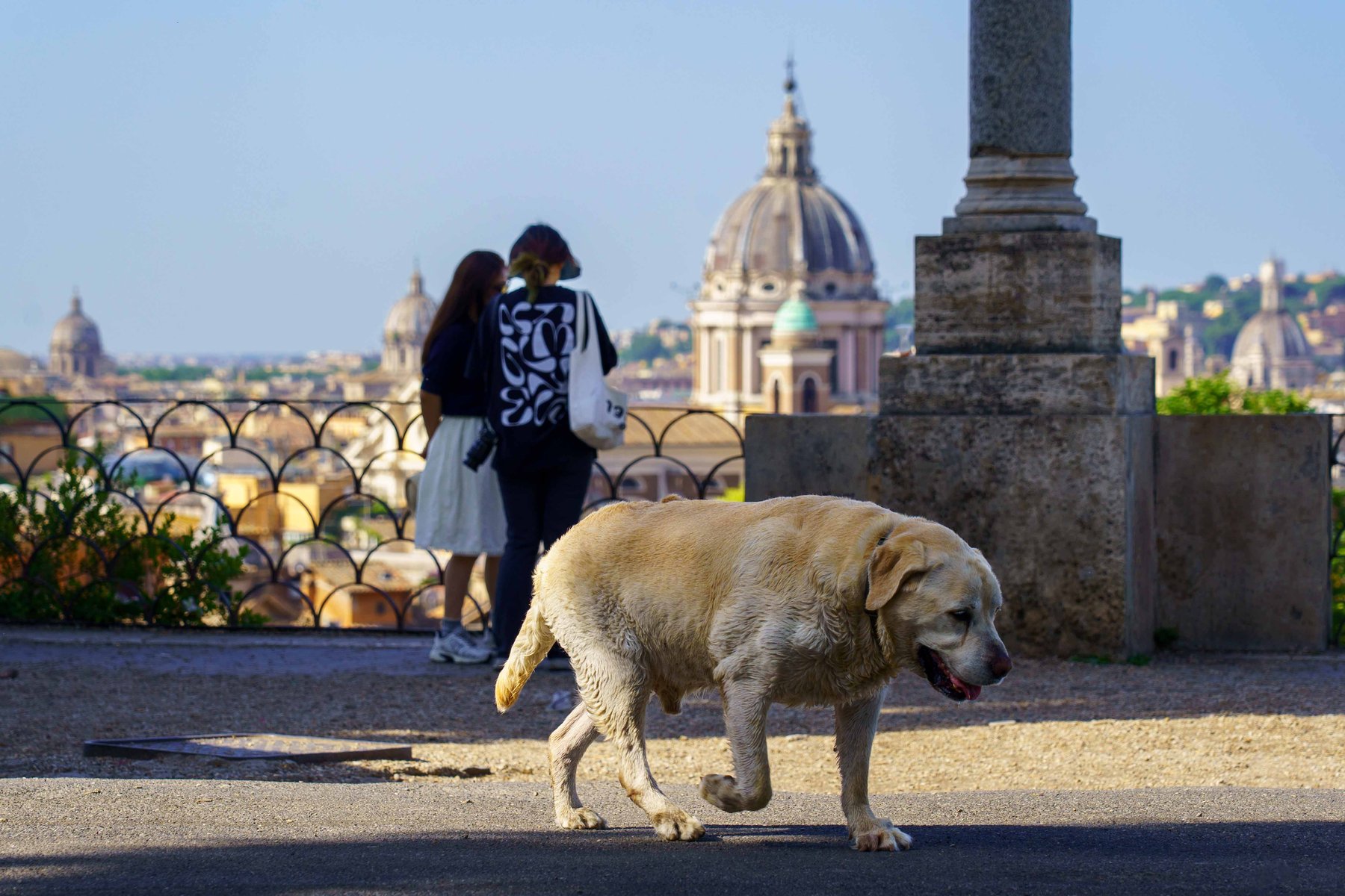 An elderly Labrador walking along a terrace overlook with Rome's domes in the distance