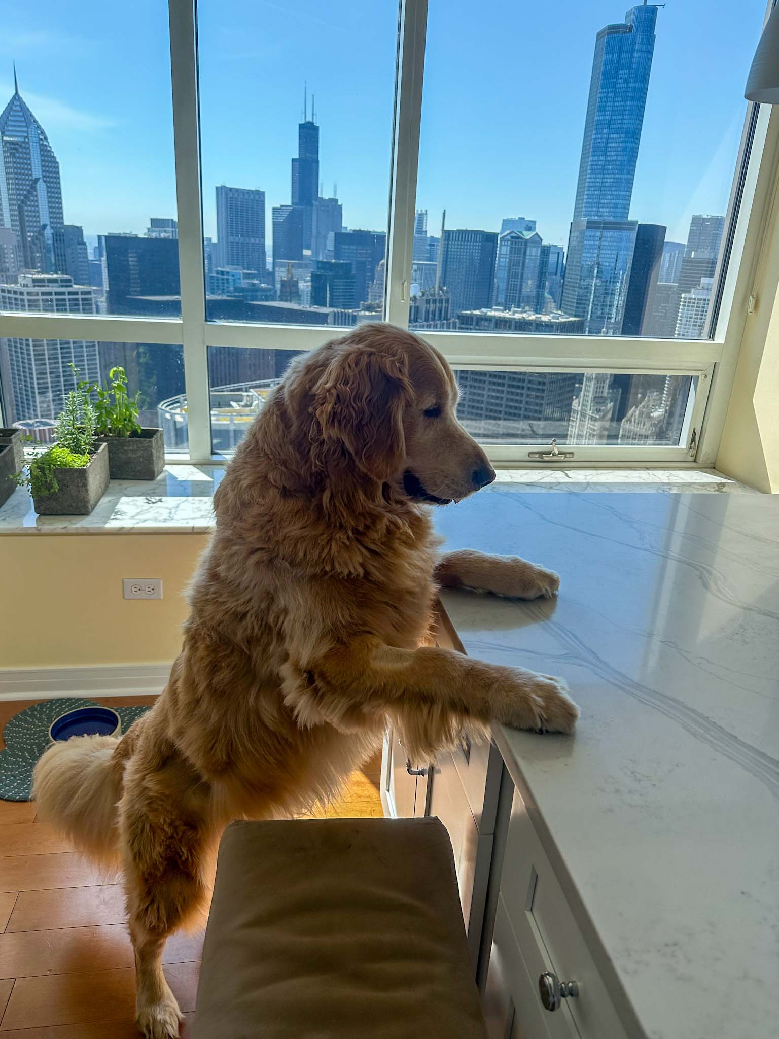Bear looking out over the Chicago skyline