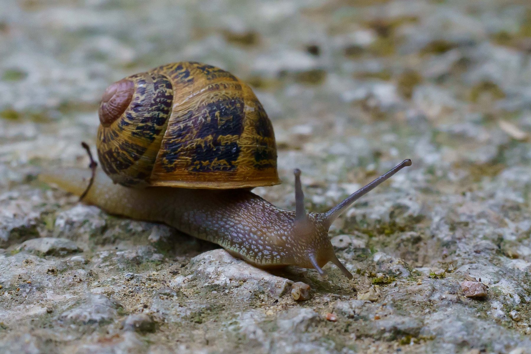 A snail making its way across a stone step in Amboise, France