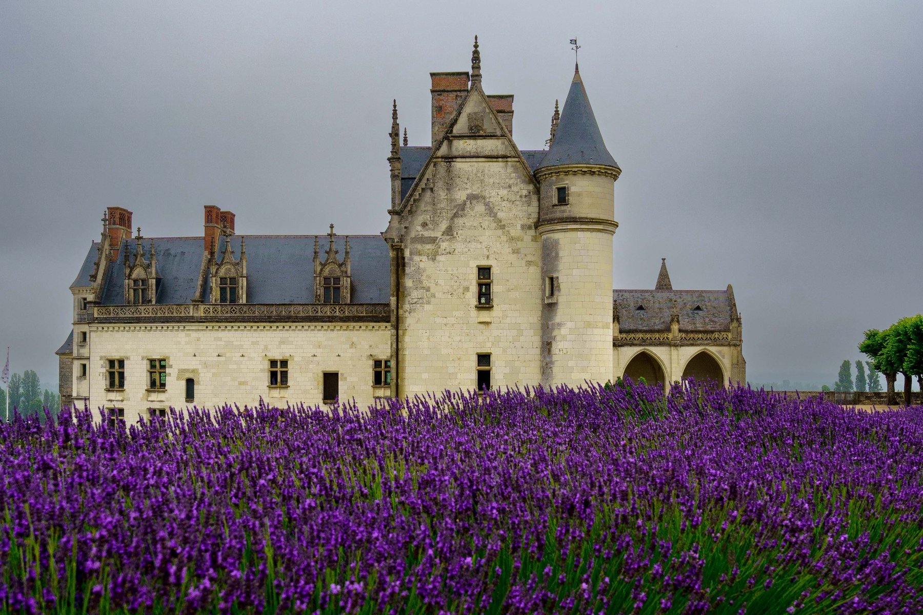 The Chateau d'Amboise beyond a field of lavender