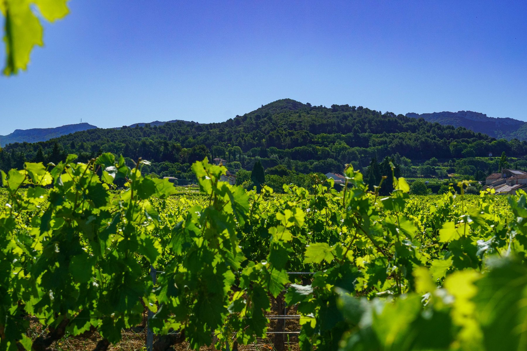 Vineyards below the hills of Chateauneuf-du-Pape, France