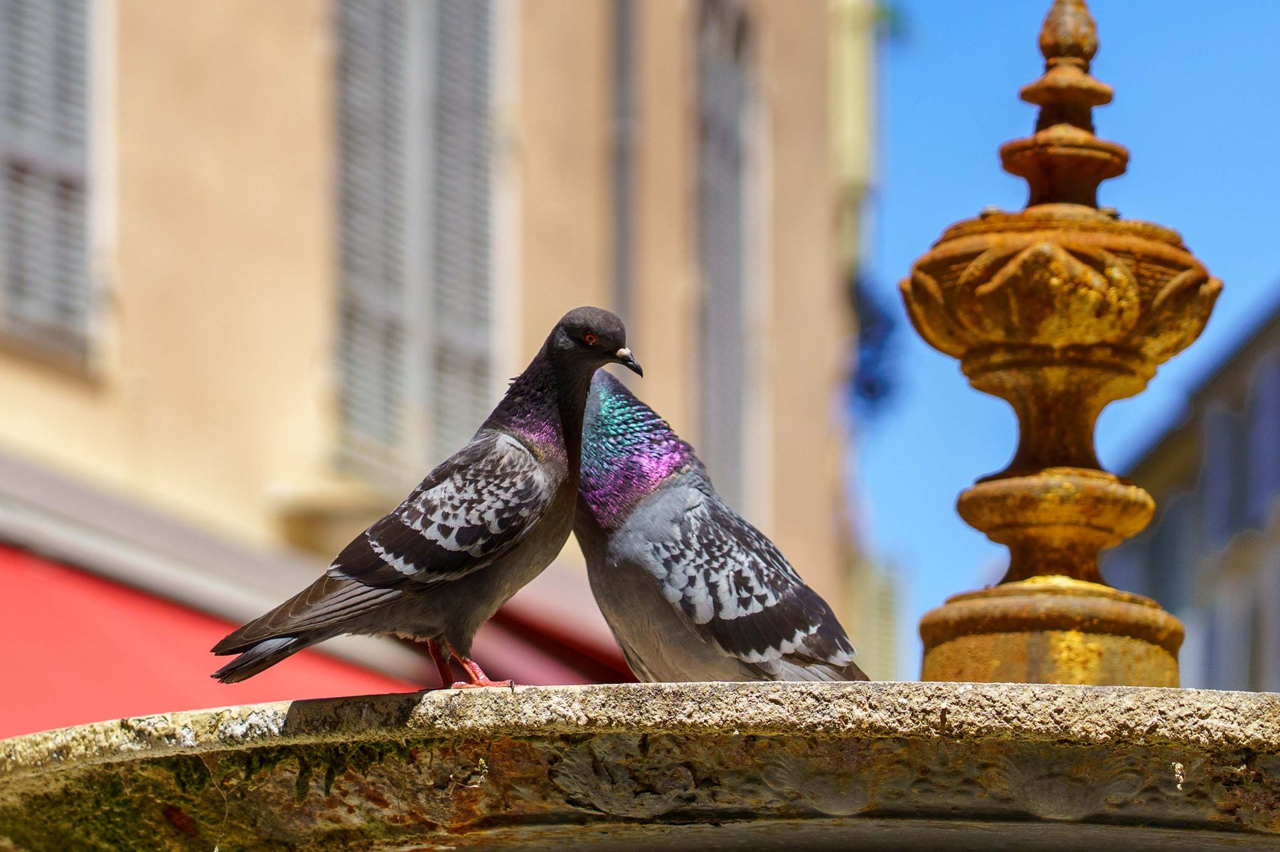 Two pigeons perched on a fountain along Cours Mirabeau in Aix-en-Provence