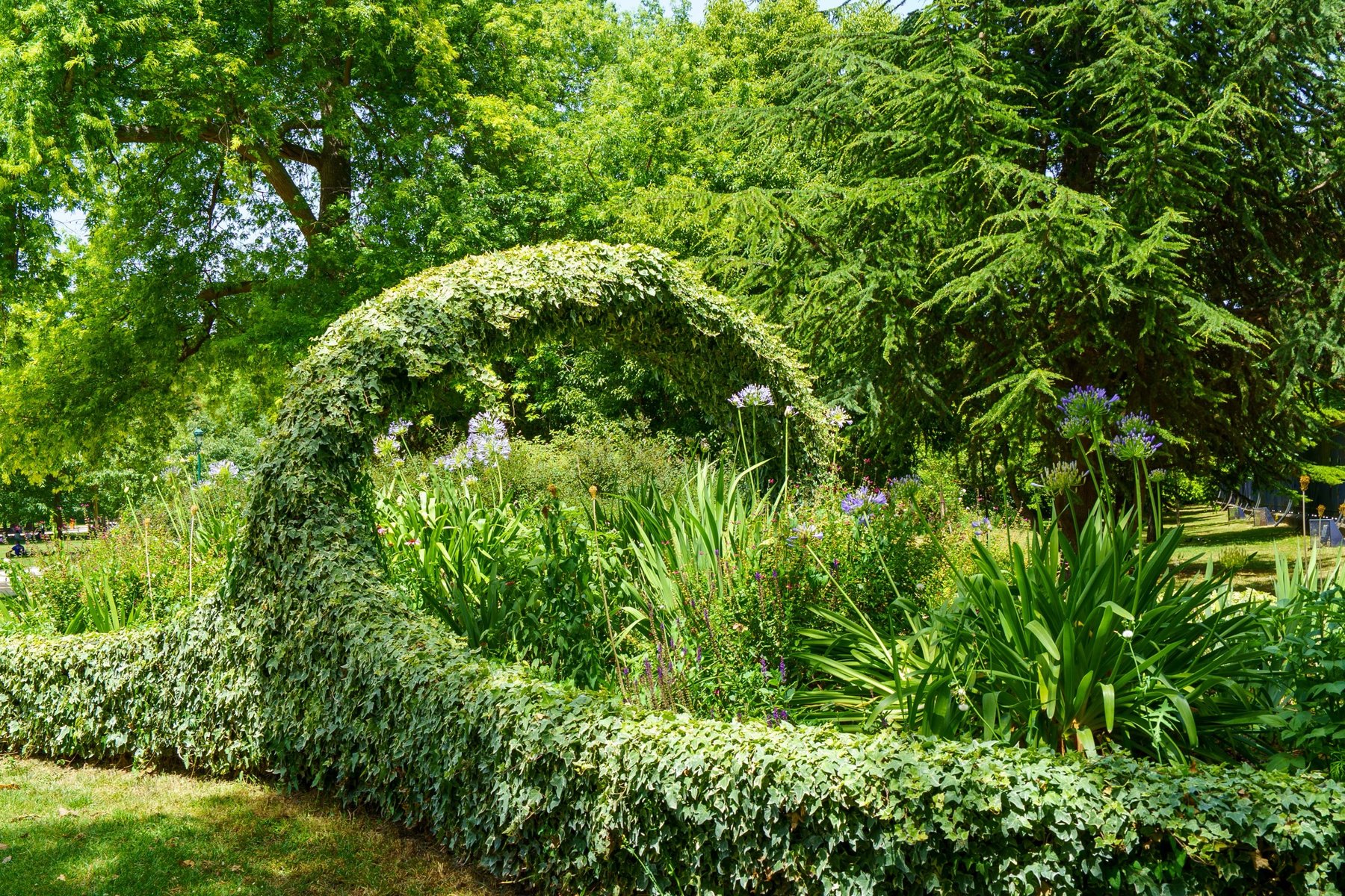 A wave-shaped ivy hedge in the Jardin Public in Bordeaux, agapanthus blooming behind it