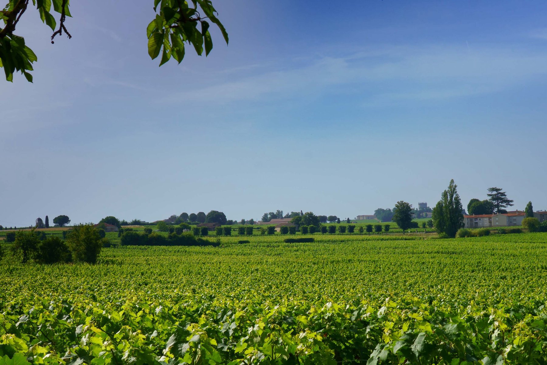 Vineyards rolling toward a distant village near Saint-Emilion, France