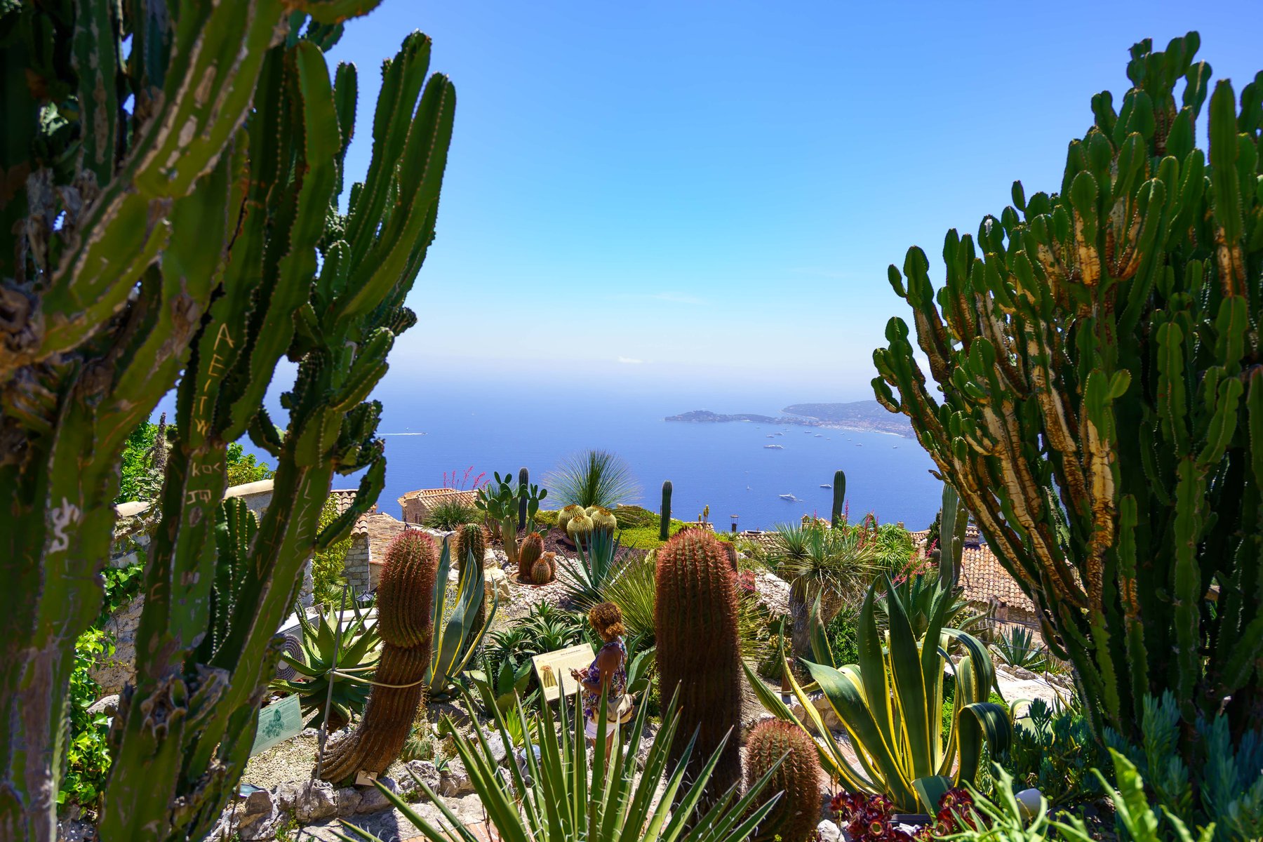 The cactus garden of the Jardin Exotique d'Eze with the coast beyond