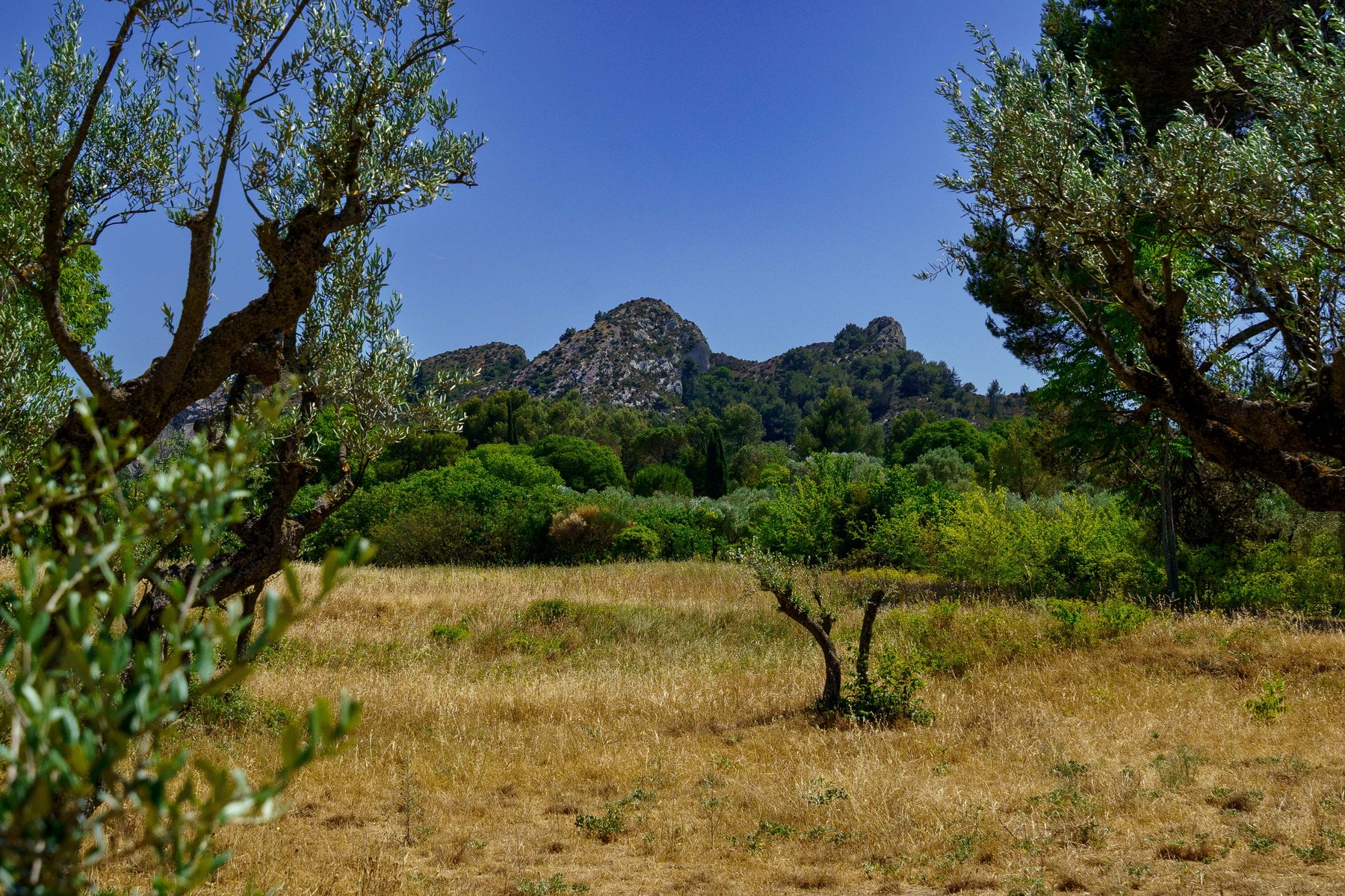 Olive trees framing the Alpilles mountains near Saint-Remy-de-Provence, the same view Van Gogh painted