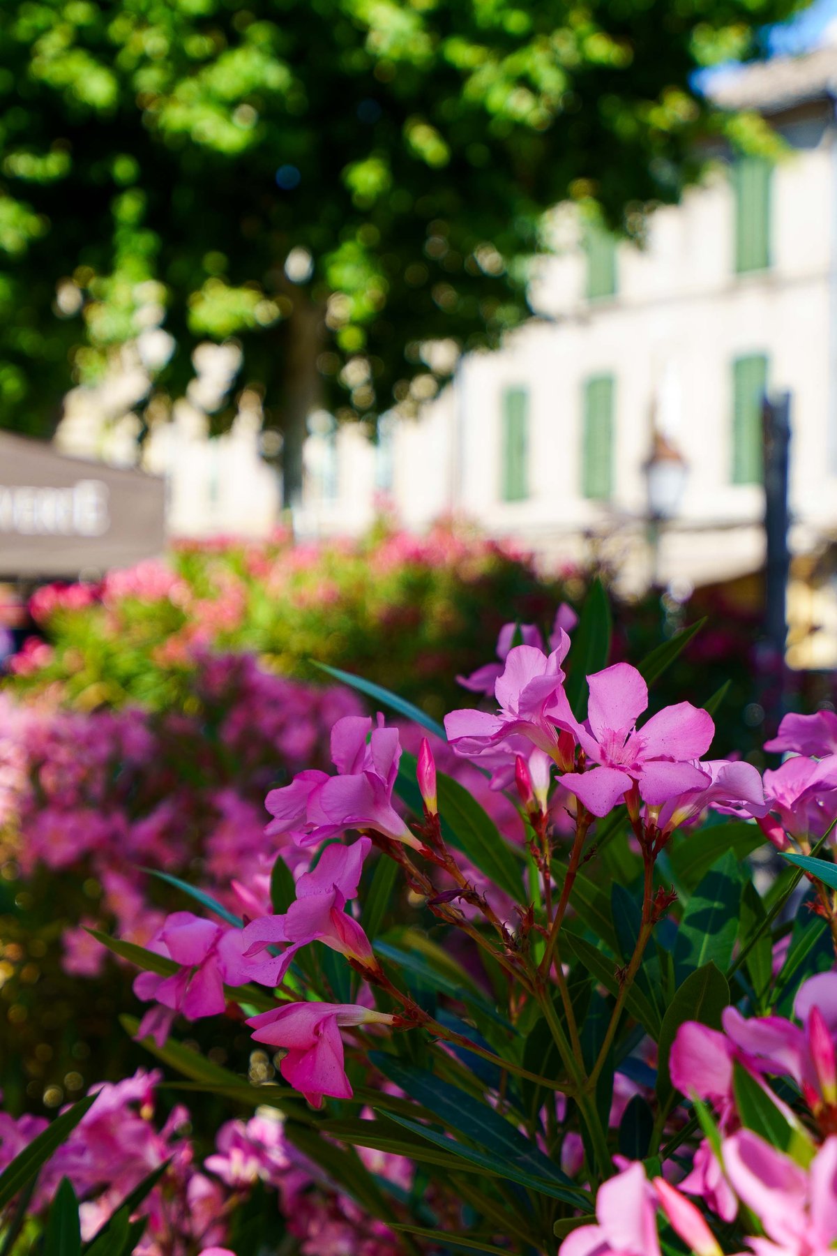 Oleander in bloom along a square in Saint-Remy-de-Provence, France