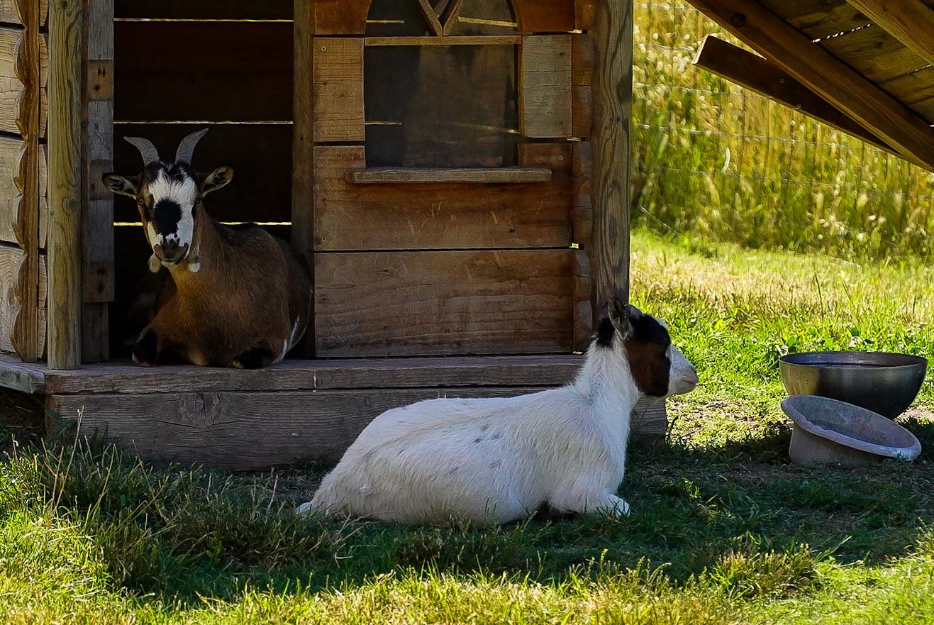 Two goats resting outside their shed in Thor, France