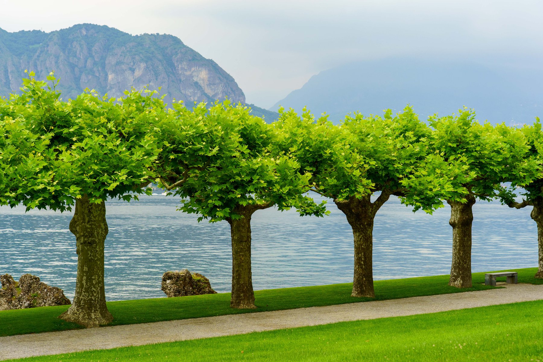 The plane tree promenade along the lakeshore at Villa Melzi d'Eril