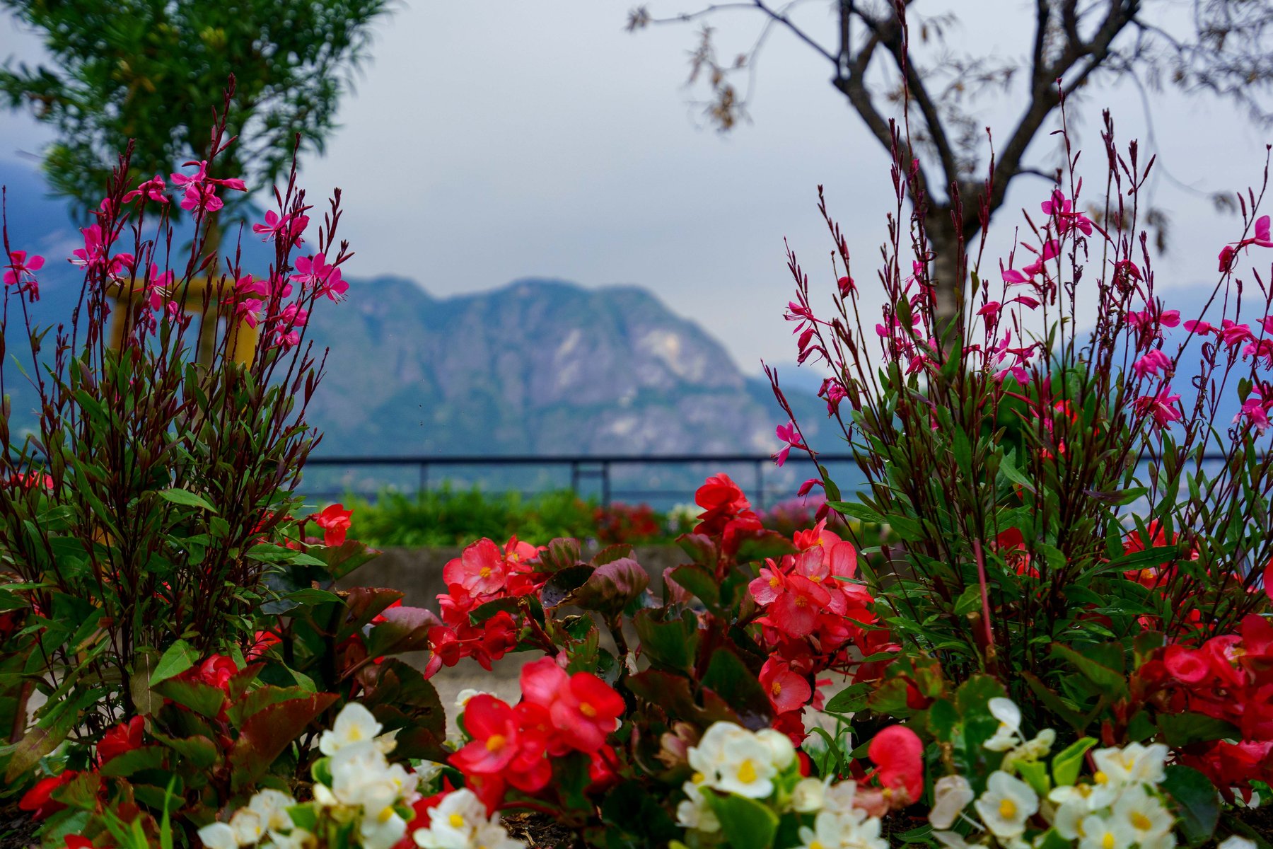 Flowers in bloom with the mountains of Lake Como beyond