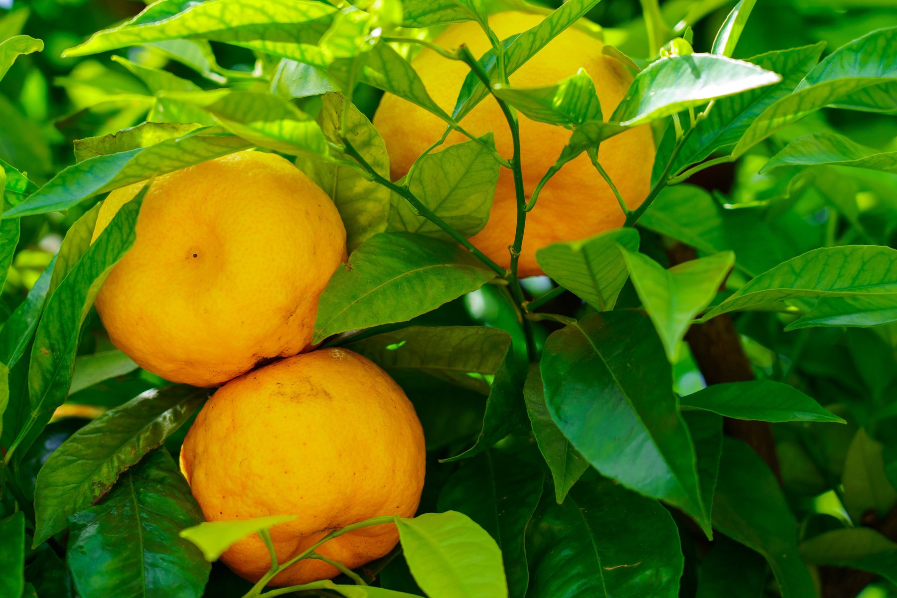Citrus fruit ripening on a tree in Villa Carlotta's gardens
