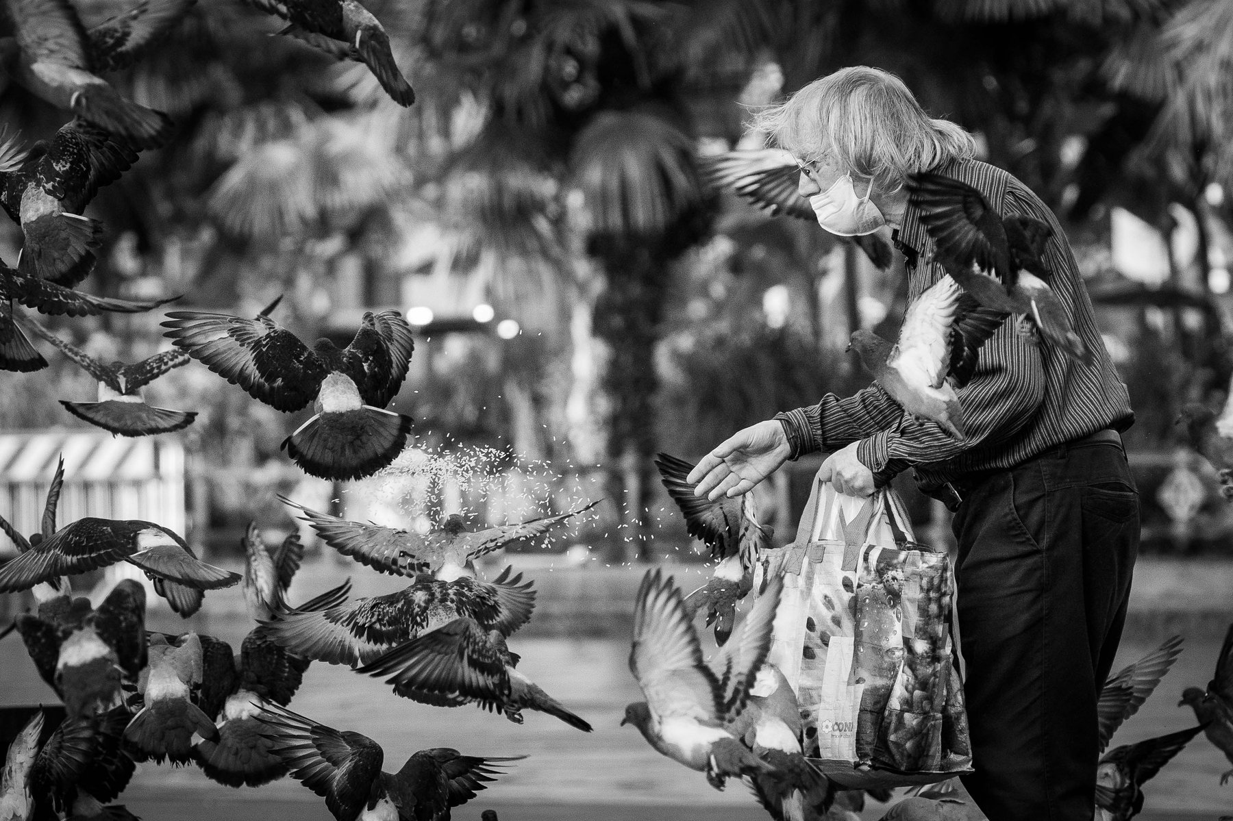 A black and white photo of an old man feeding pigeons early in the morning near the Duomo in Milan