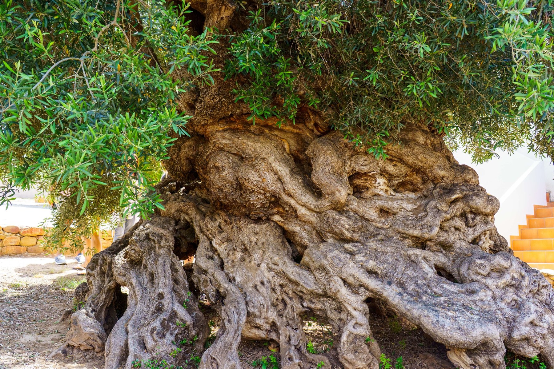 The Olive Tree of Vouves, an ancient gnarled olive tree in Crete