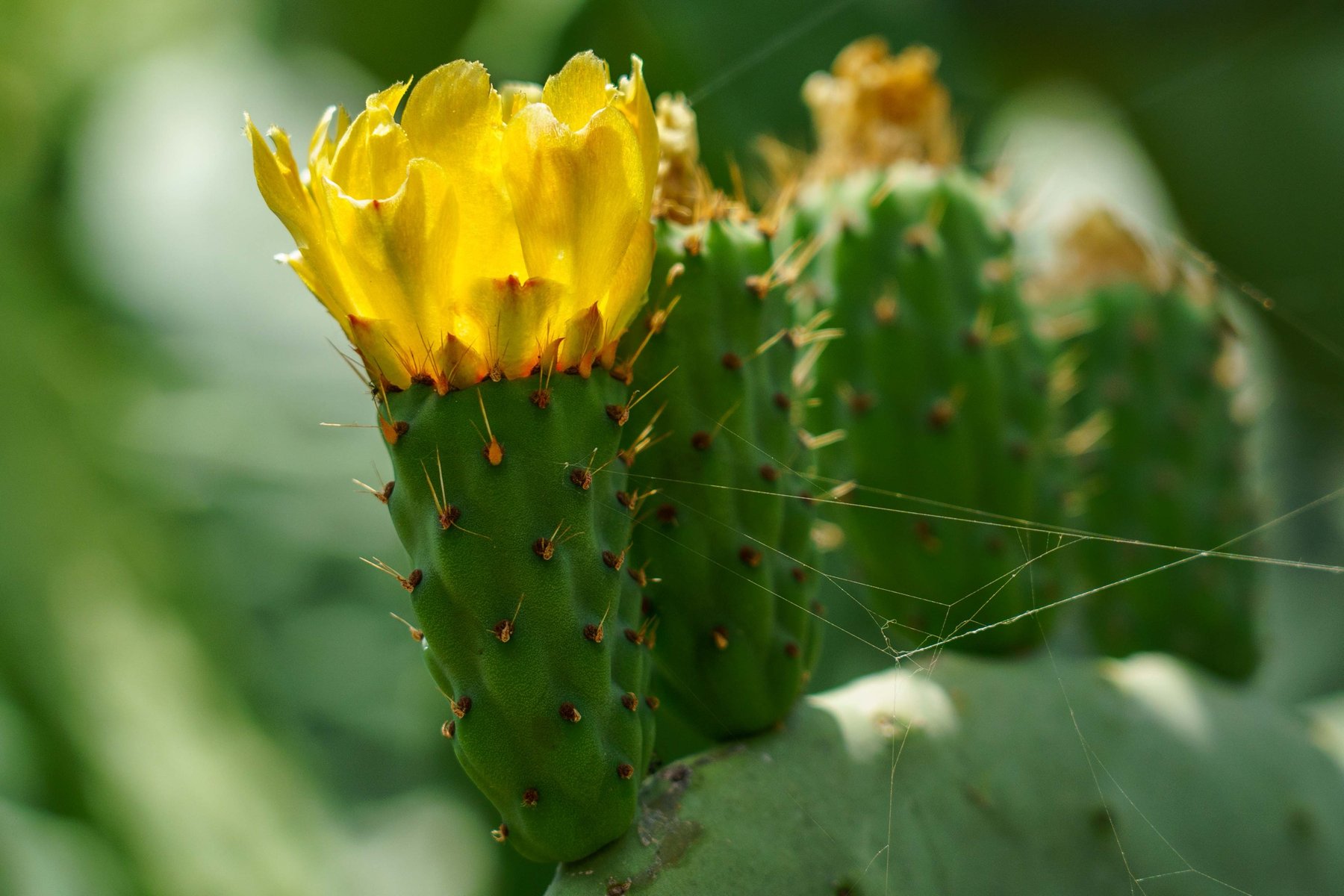 A blooming yellow prickly pear cactus flower in Crete