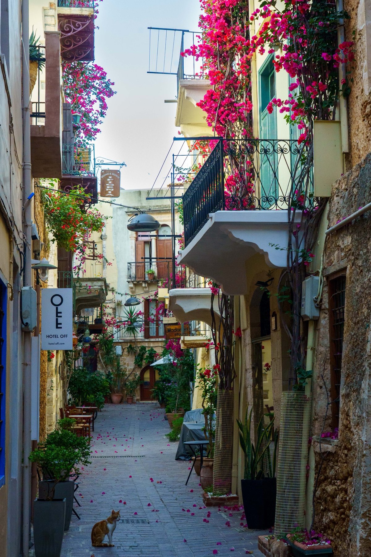 A bougainvillea-draped alley in Chania's old town with a cat sitting in the street