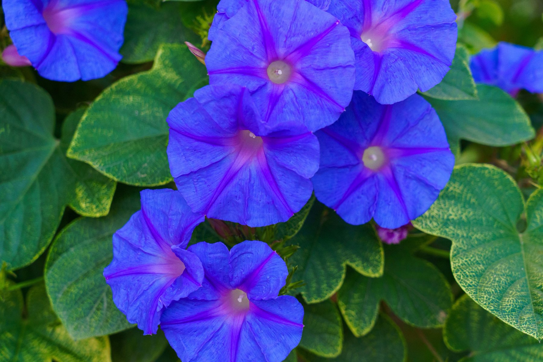 Blue morning glories in bloom in Chania
