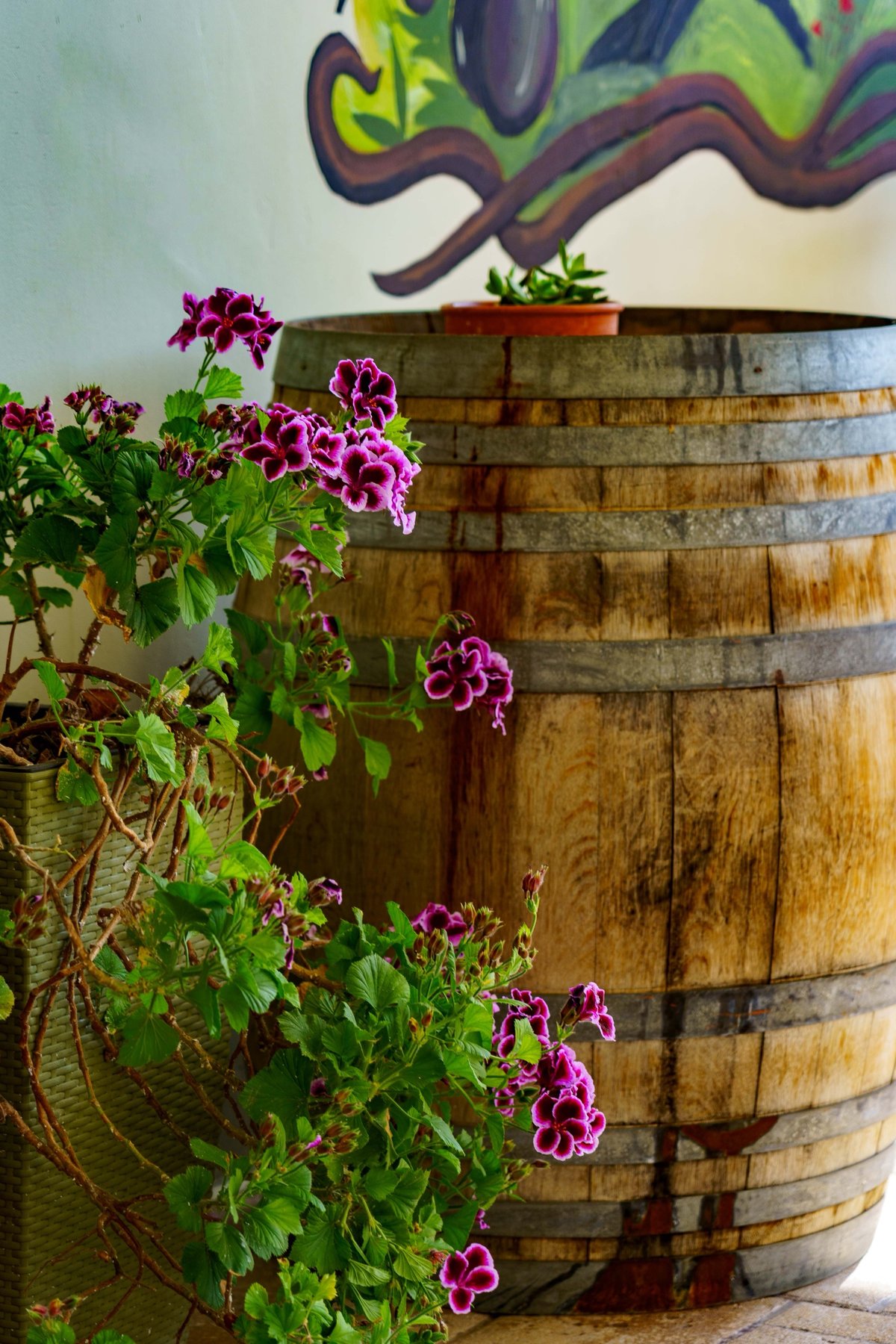 Pink geraniums beside a wine barrel painted with a mural