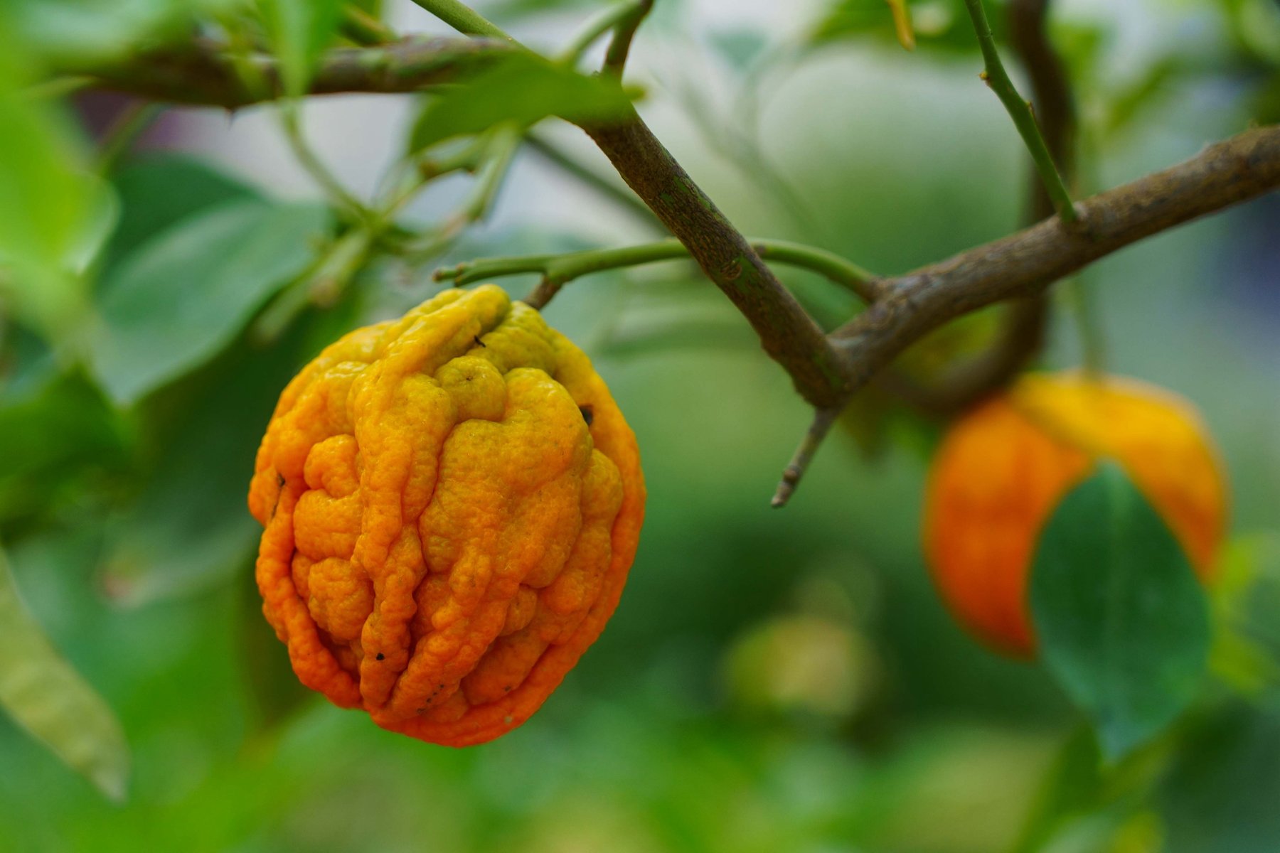 A knobby citrus fruit growing on a tree in the Giardino di Boboli