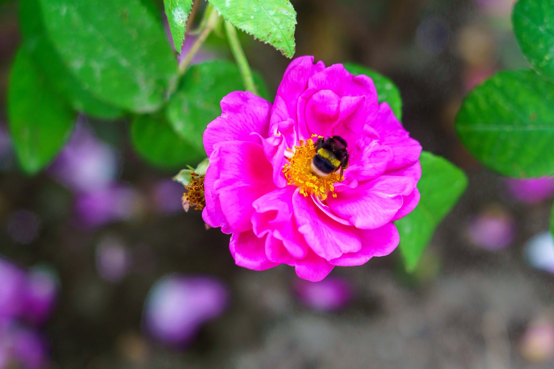 A bumblebee on a pink rose in Warsaw