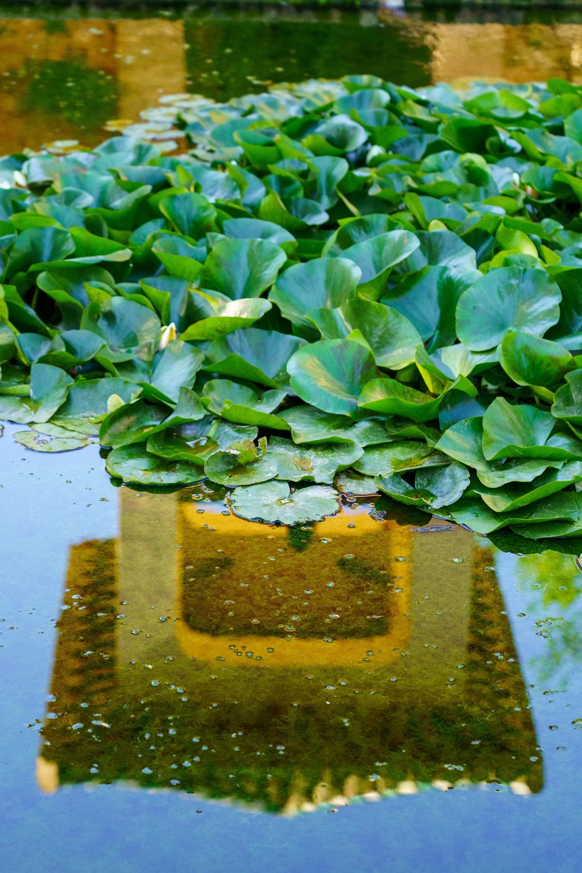 Lily pads floating on a reflecting pool in the Alhambra's gardens