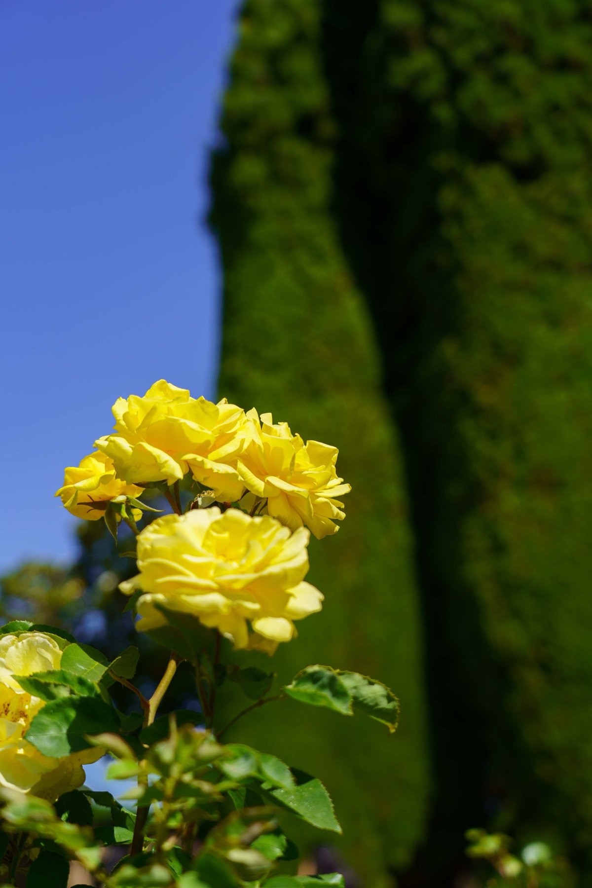 Yellow roses in bloom against a clipped cypress hedge