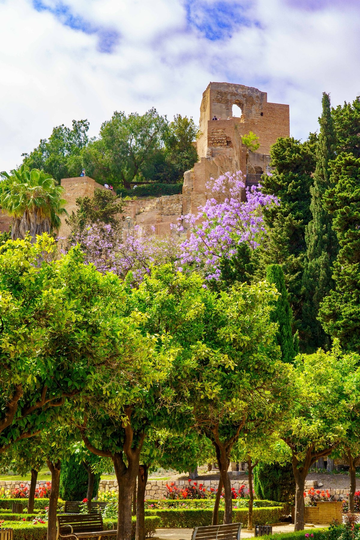 The Alcazaba's ruined walls rising above Parque de Málaga's jacaranda trees