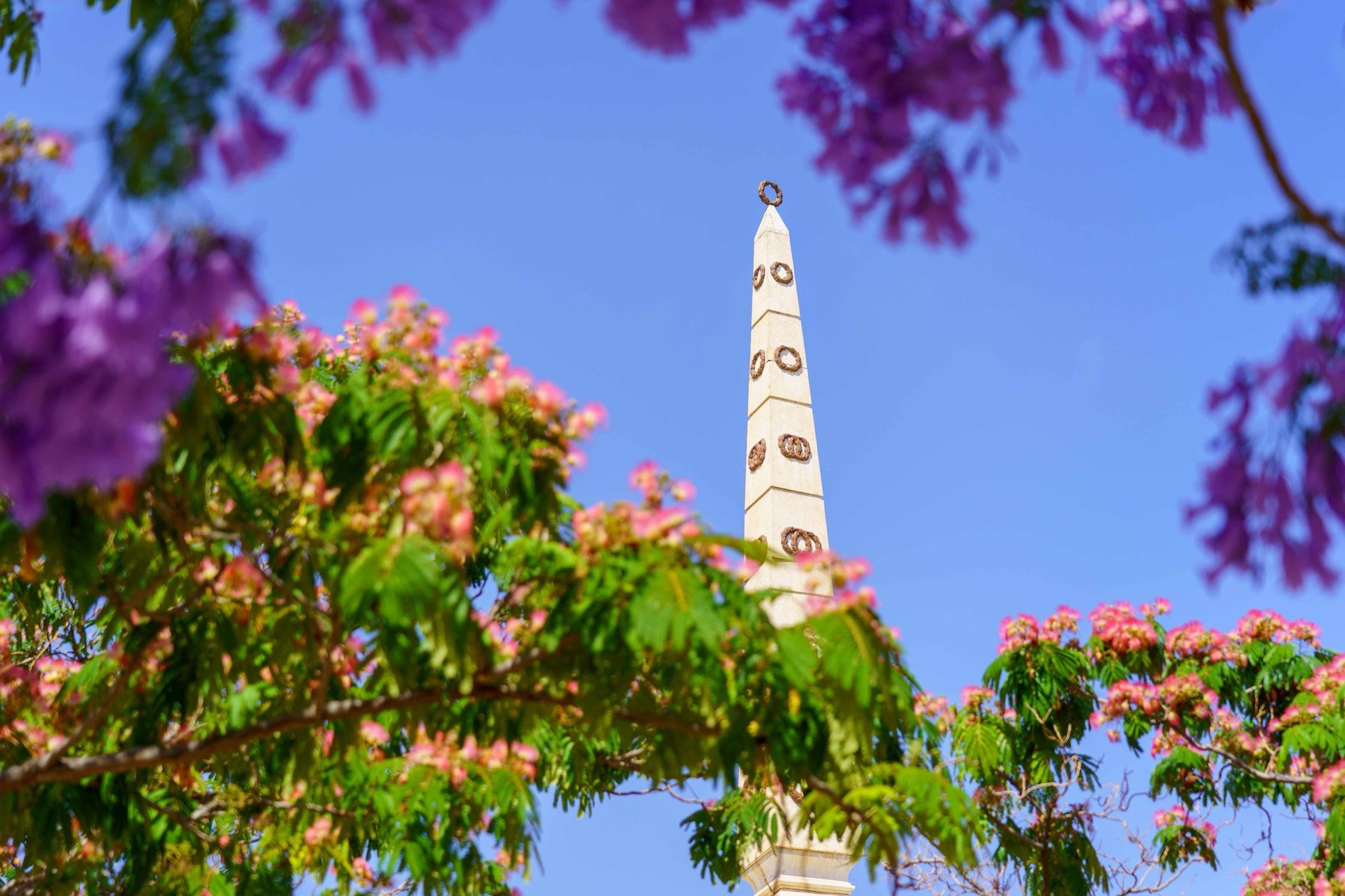 A stone obelisk monument framed by blooming jacaranda and mimosa trees