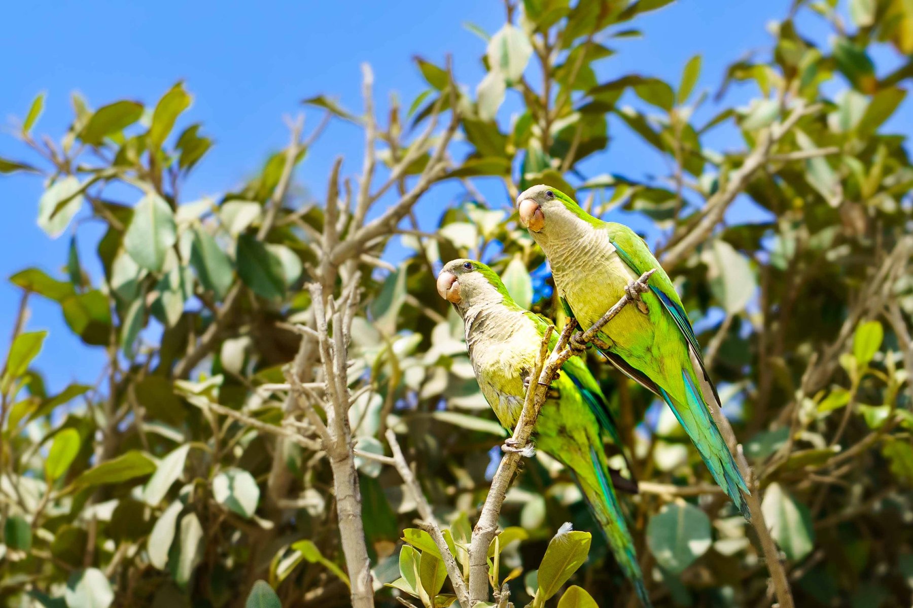 Two monk parakeets perched in a tree along the Malagueta waterfront