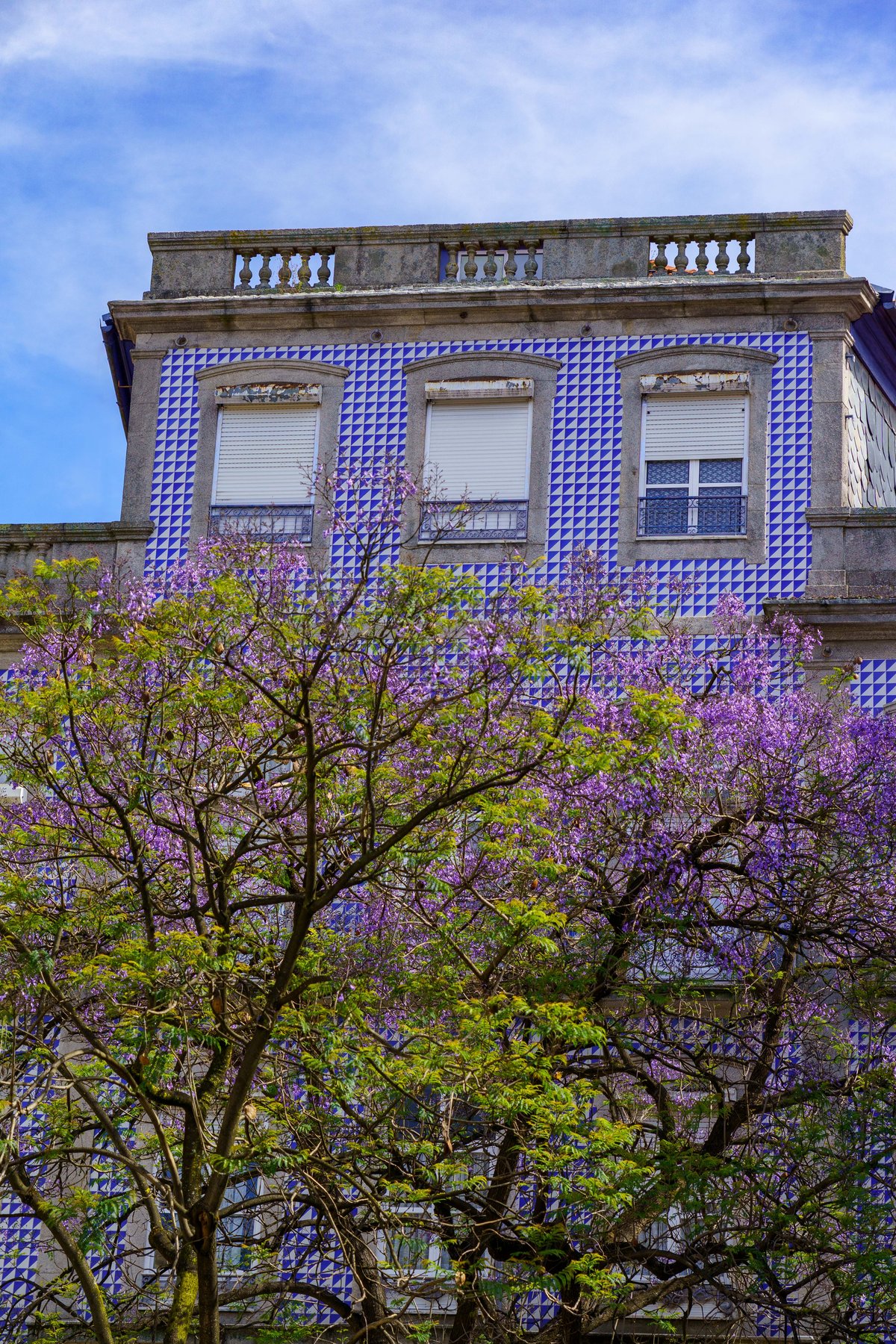 A jacaranda tree in purple bloom in front of a blue-and-white tiled Porto building