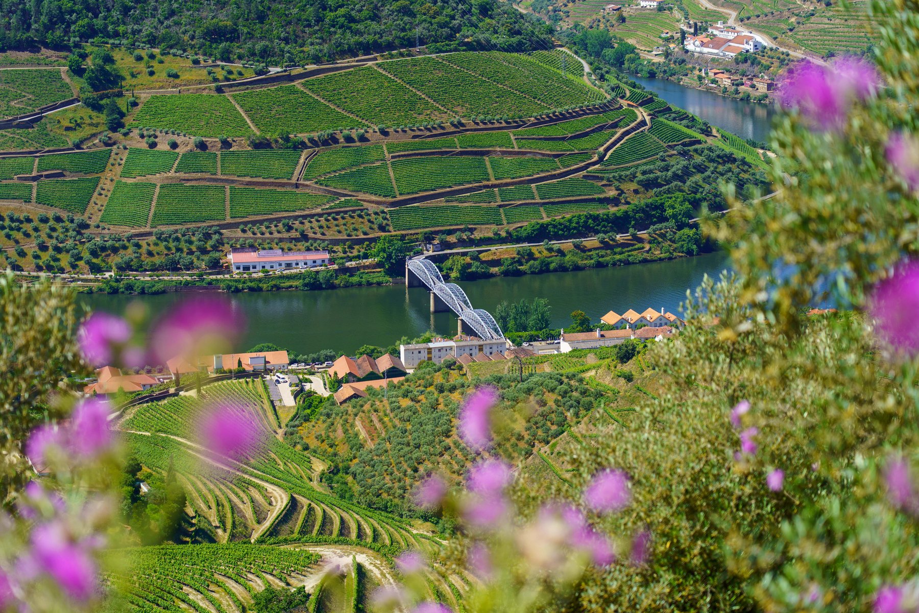 The Douro River bending past terraced vineyards near Pinhão, seen through purple wildflowers