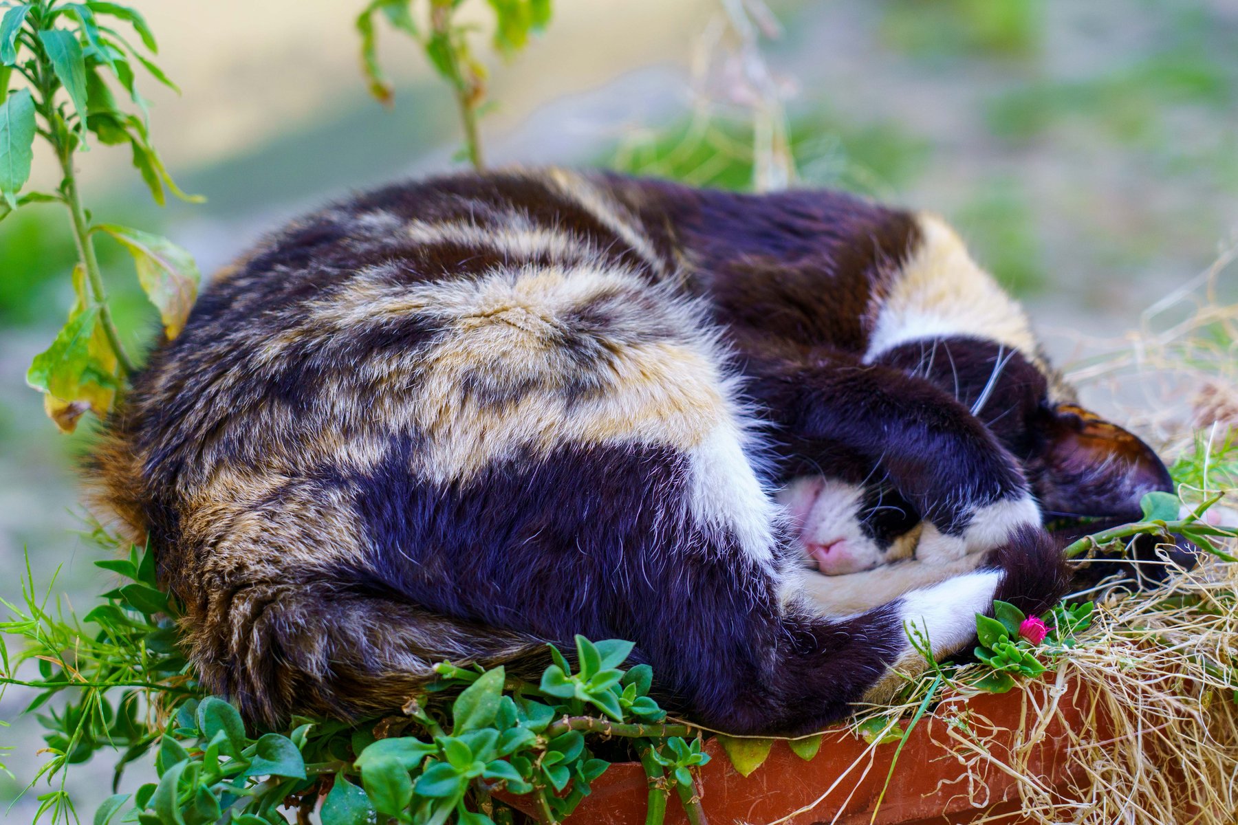 A tabby and white cat curled up asleep in a flower pot